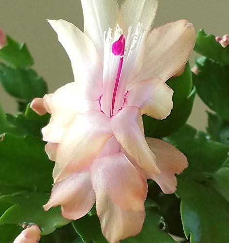 Amazon.com : 3 Cuttings (unrooted) from Apricot Christmas Cactus